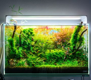 آکواریوم گیاهی