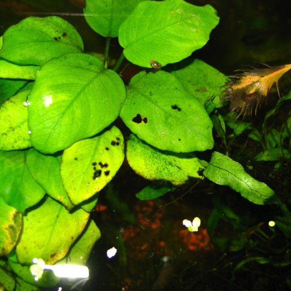 برگ گیاه